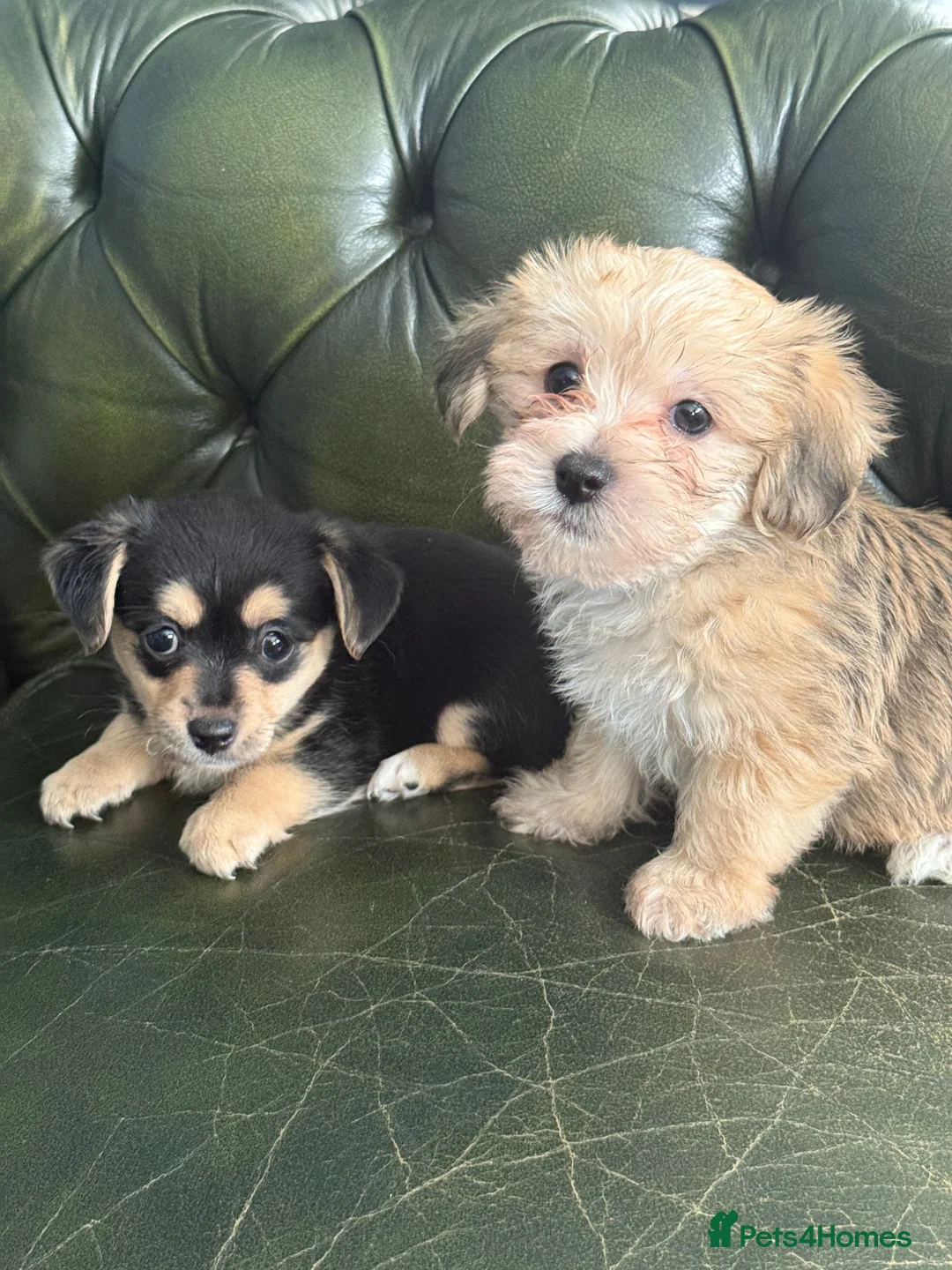 Mixed Breed dogs for sale: Maltese x JackChi puppies - almost ready to go - Advert 2