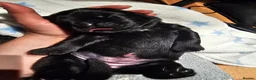Newfoundland dogs for sale: Beautiful Newfoundland puppies  - Advert 34