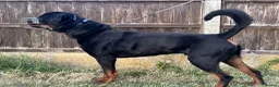 Rottweiler dogs for stud: BIG BONED GERMAN ROTTWEILER FOR STUD  - Advert 7