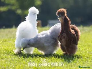 Chickens poultry Pekins, Polish, Silkies and other bantams - POL - Advert 1