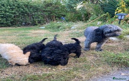 Sproodle dogs for sale: Sproodle puppies ready now - Image 4