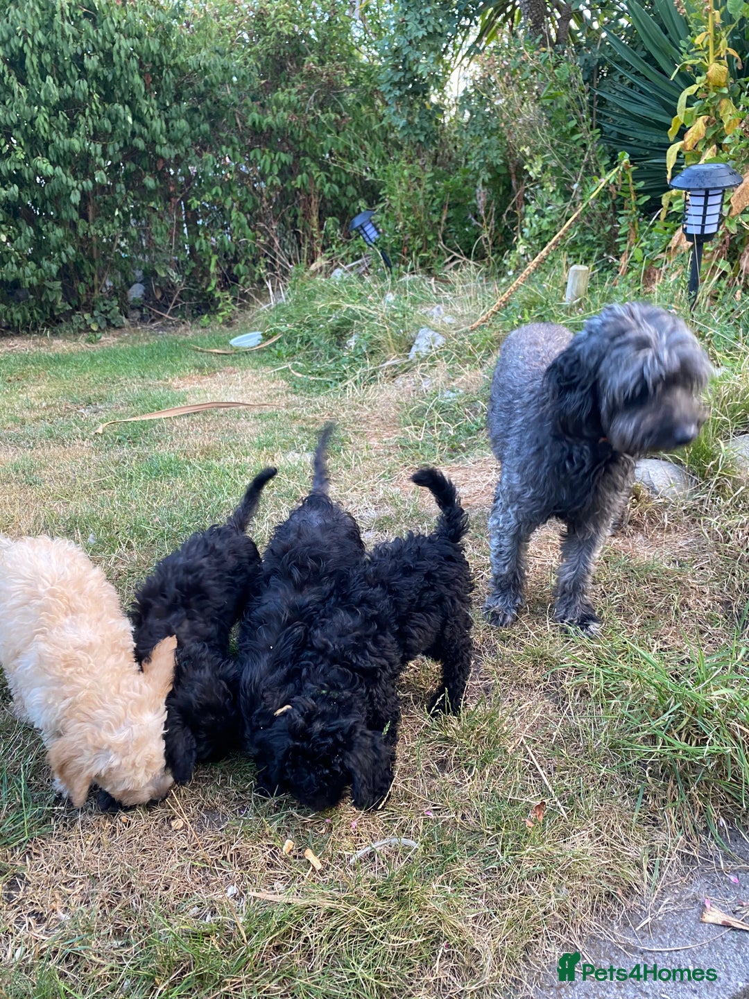 Sproodle dogs for sale: Sproodle puppies ready now - Image 4
