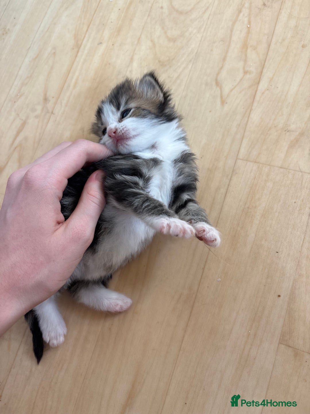 British Shorthair cats for sale: 11 SHORTHAIRED AND LONGHAIRED KITTENS - Image 31