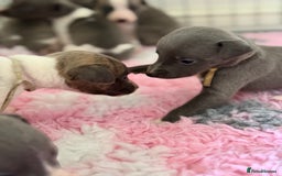 Whippet dogs for sale: 🏡 Ready Saturday! Kennel Club Whippet Puppies 🐾 - Image 7