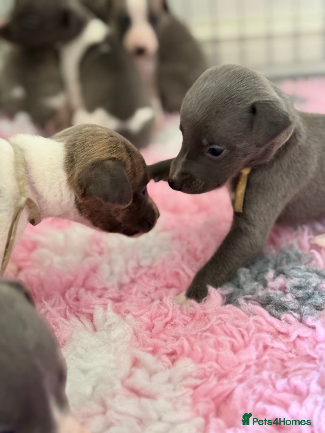 Whippet dogs for sale: 🏡 Ready Saturday! Kennel Club Whippet Puppies 🐾 - Image 7