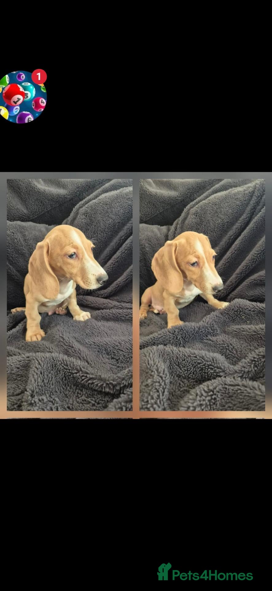 Miniature Dachshund dogs LAST Dachshund boy ready NOW fully vacs - Advert 1