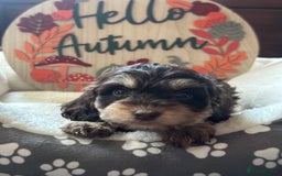 Cockapoo dogs for sale: F3 Cockapoo puppies. Prices do vary.  - Image 1