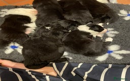 Border Collie dogs for sale: 🏡 Smart, Sweet Border Collie Pups Await You!" - Image 19