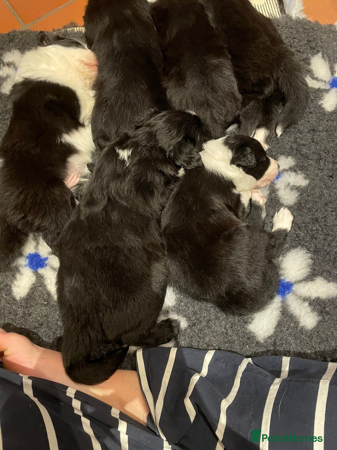 Border Collie dogs for sale: 🏡 Smart, Sweet Border Collie Pups Await You!" - Image 19
