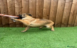 Belgian Shepherd Dog dogs for sale: Belgium Mali Male available  - Image 2