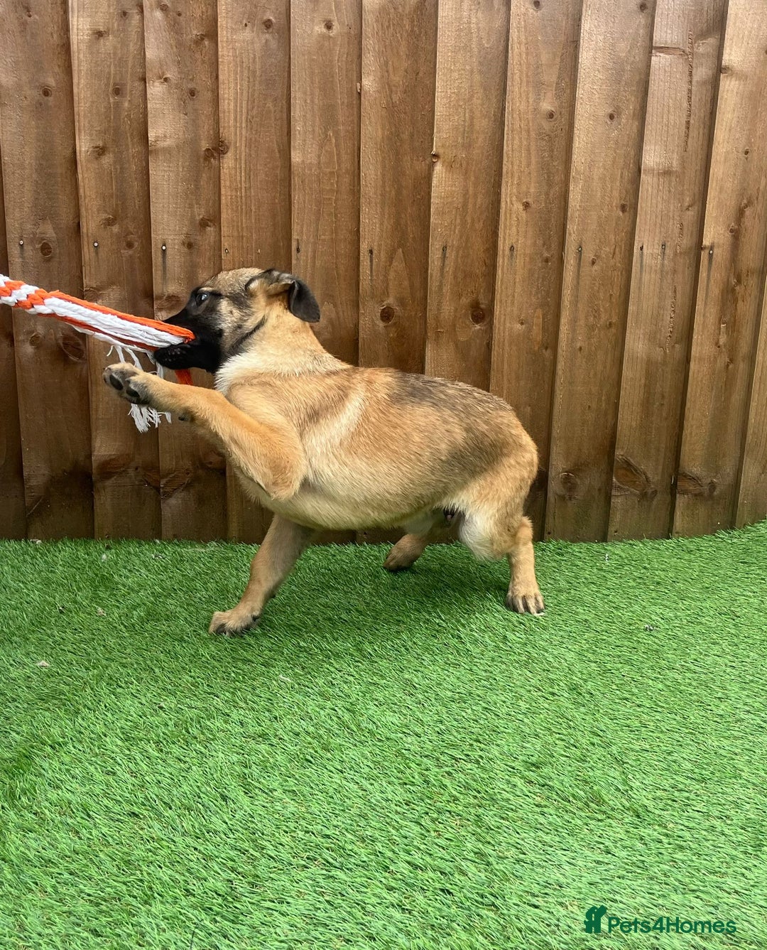 Belgian Shepherd Dog dogs for sale: Belgium Mali Male available  - Image 2