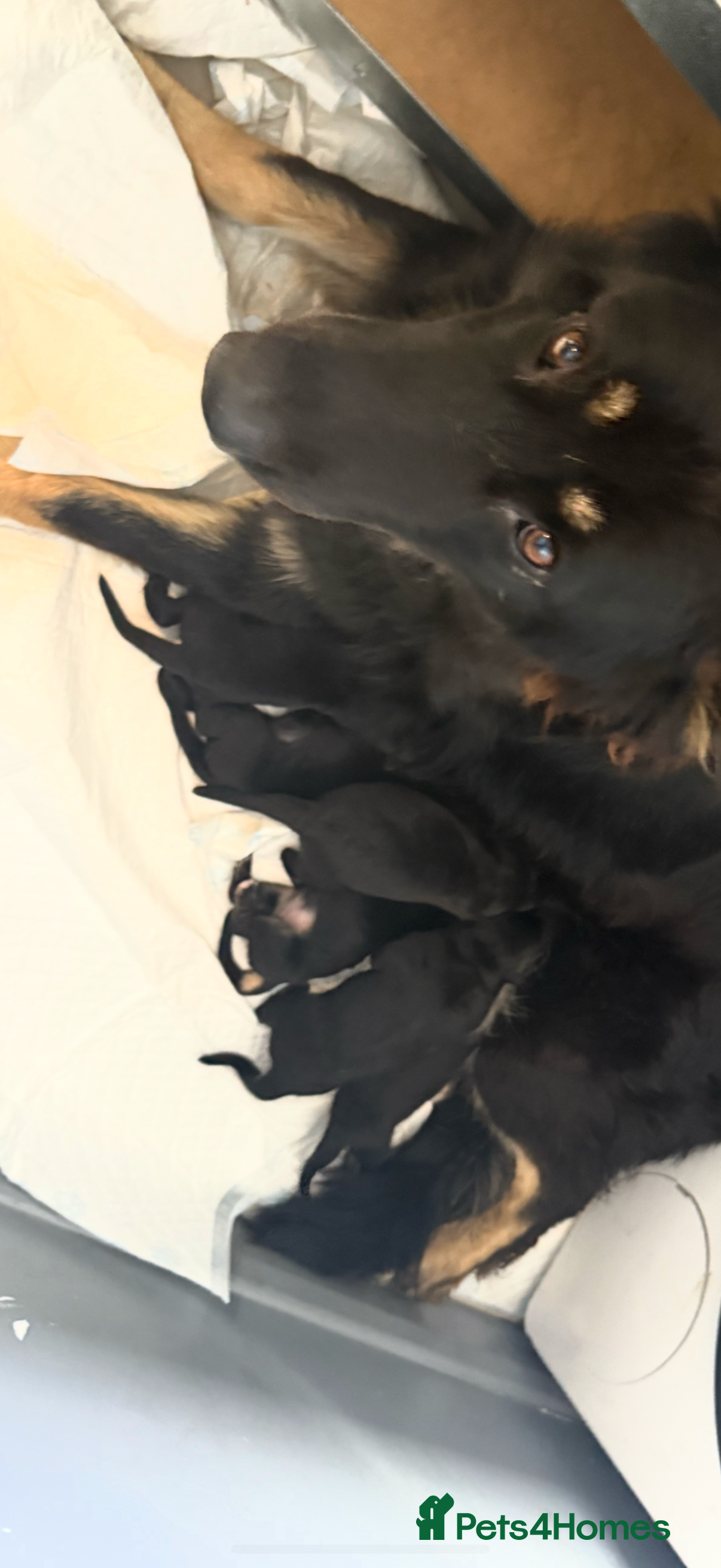 German Shepherd dogs  READY NOW German Shepherds READY TO GO NOW  - Advert 3