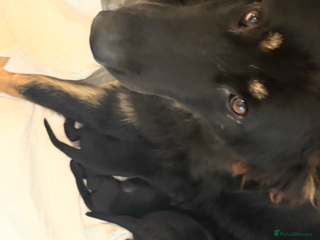 German Shepherd dogs - Advert 11
