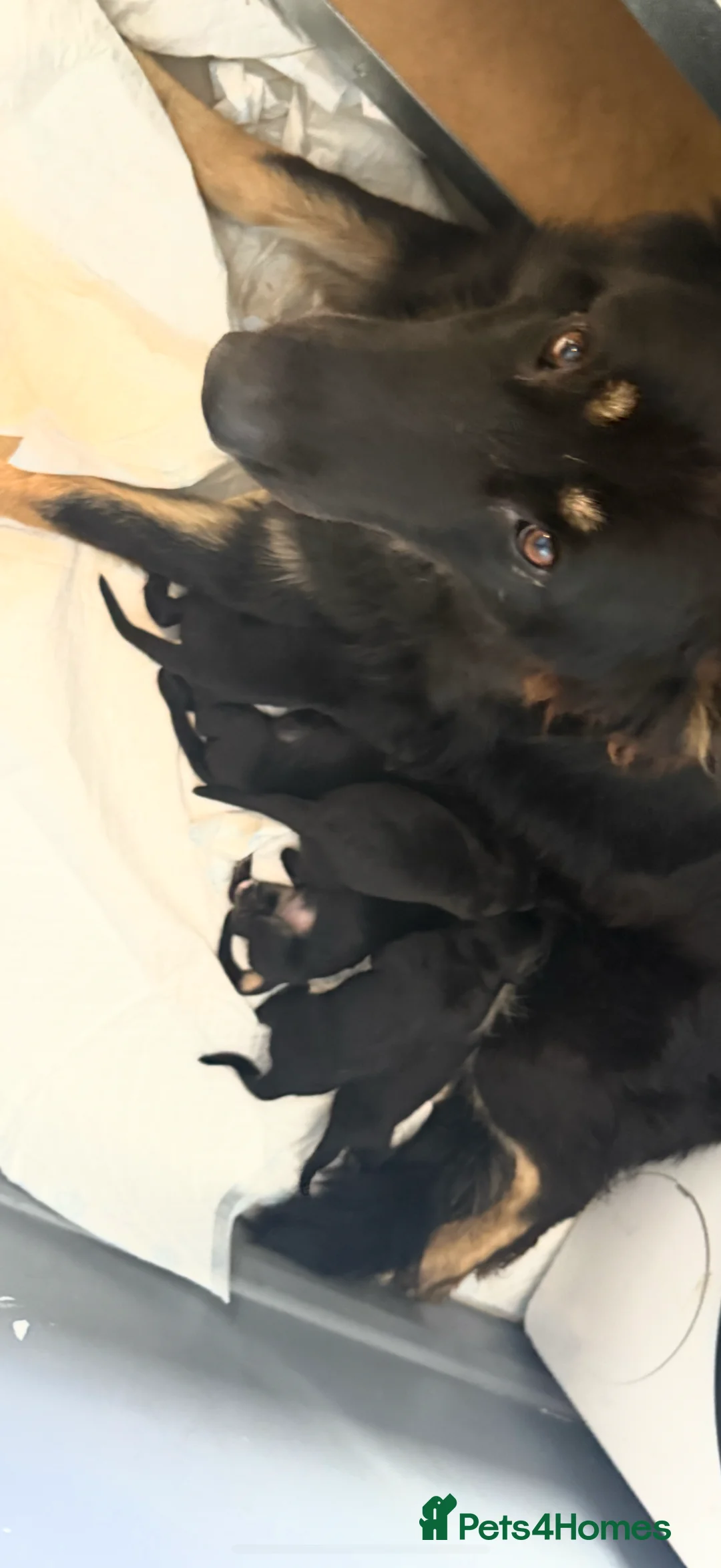 German Shepherd dogs for sale:  READY NOW German Shepherds READY TO GO NOW  - Advert 1