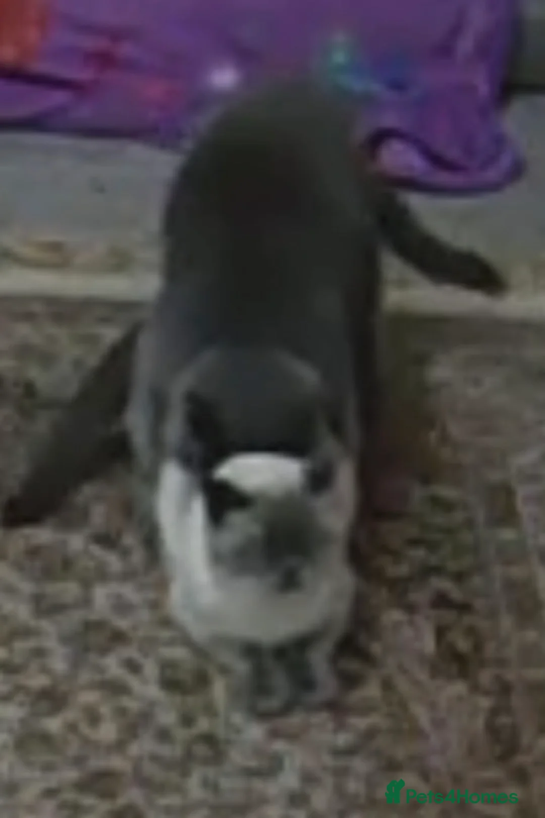 British Shorthair cats for stud: British Shorthair male –  stud available - Advert 5