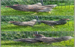 Chickens poultry for sale: Gold laced frizzled Polish  - Image 7