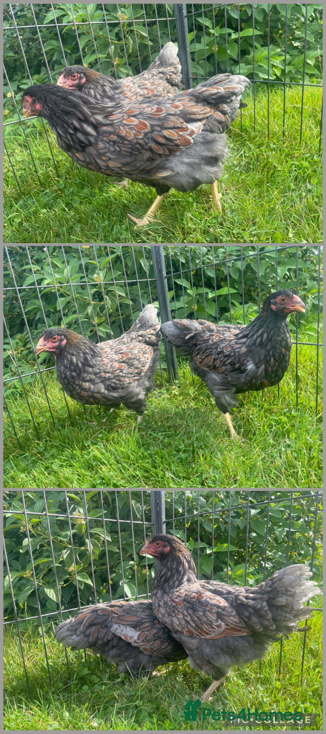 Chickens poultry for sale: Gold laced frizzled Polish  - Image 7