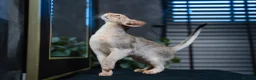 Abyssinian cats for sale: Silver Abyssinian Boy-READY NOW-Champion Line - Advert 9