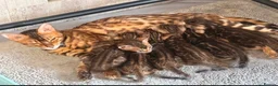 Bengal cats for sale: 2 stunning tica active male kittens. Ready to go - Advert 5