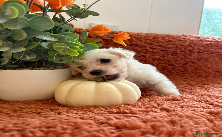 Morkie dogs - Advert 2