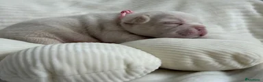 French Bulldog 5