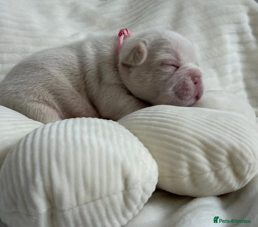 French Bulldog dogs for sale: KC French bulldog puppies highly healthed parents - Advert 10