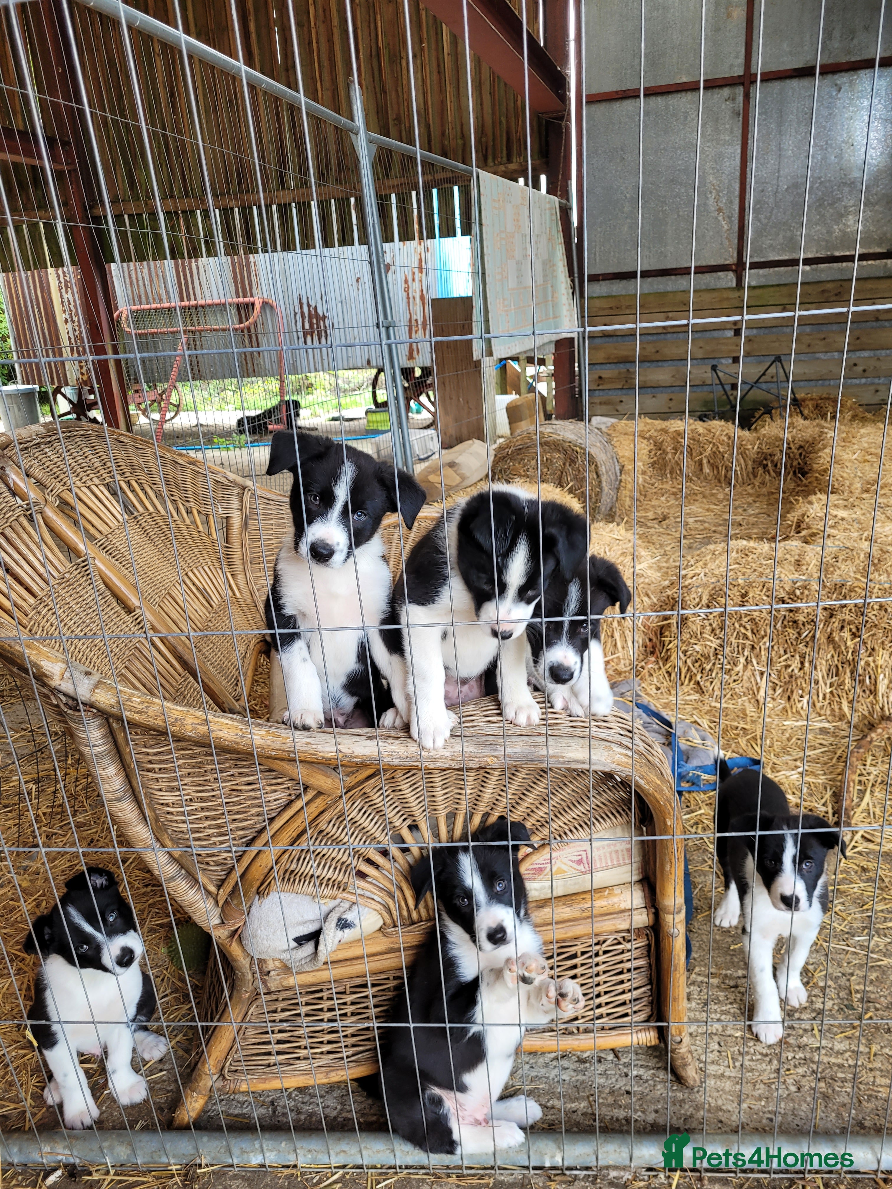 Border Collie dogs Gorgeous Border Collie Pups - Advert 1
