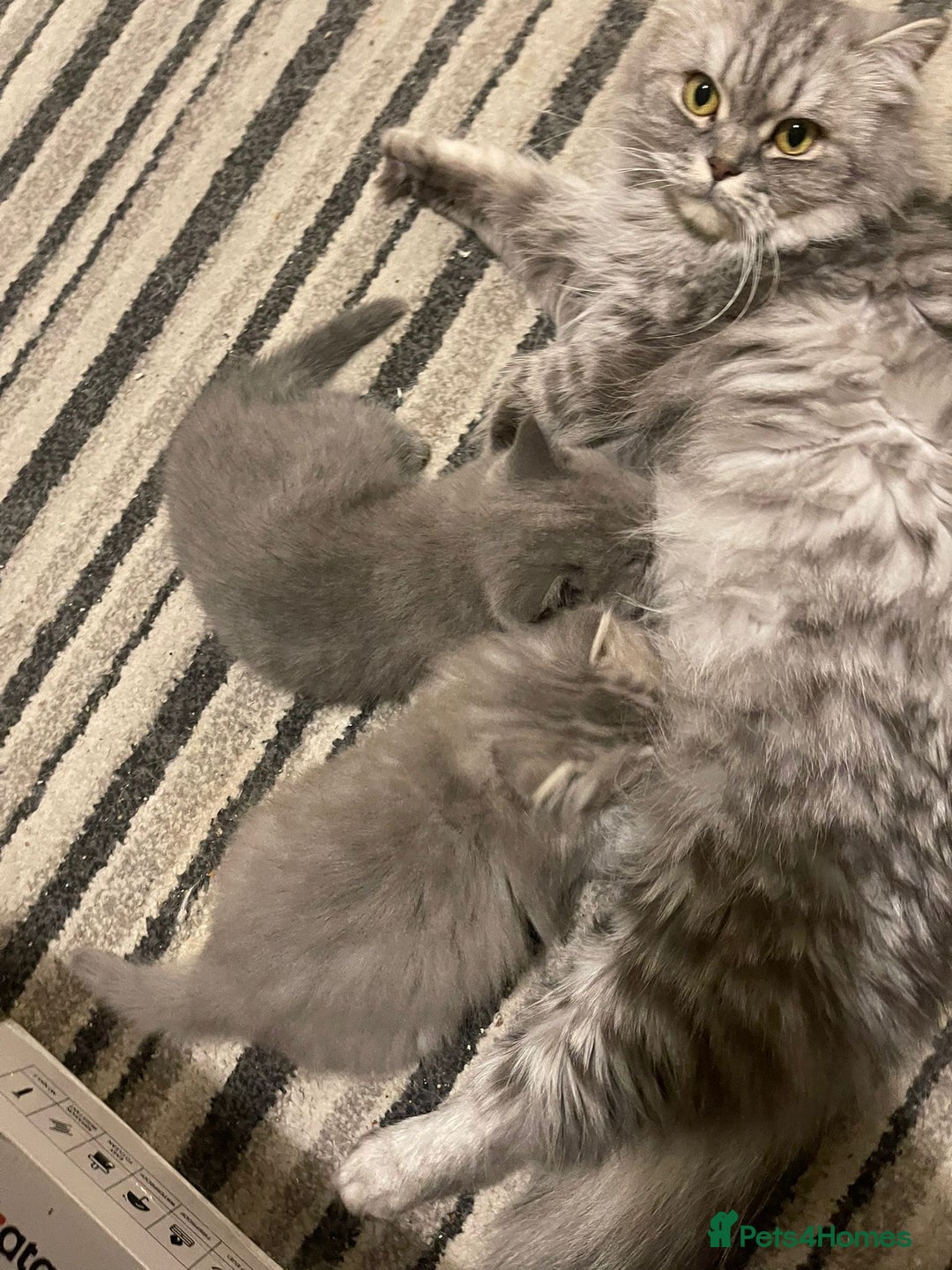 British Shorthair cats for sale: Ready to go amazing kitties  - Advert 5