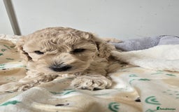 Shihpoo dogs for sale: 🐾 Adorable Shihpoo Puppies 🐾 - Image 13