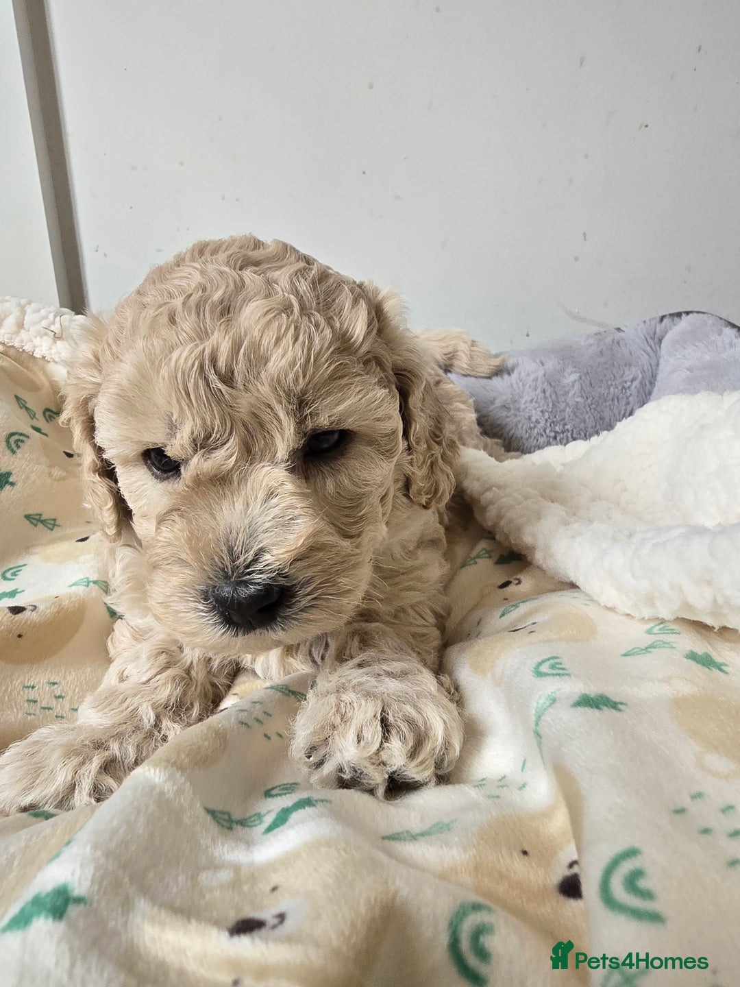 Shihpoo dogs for sale: 🐾 Adorable Shihpoo Puppies 🐾 - Image 13