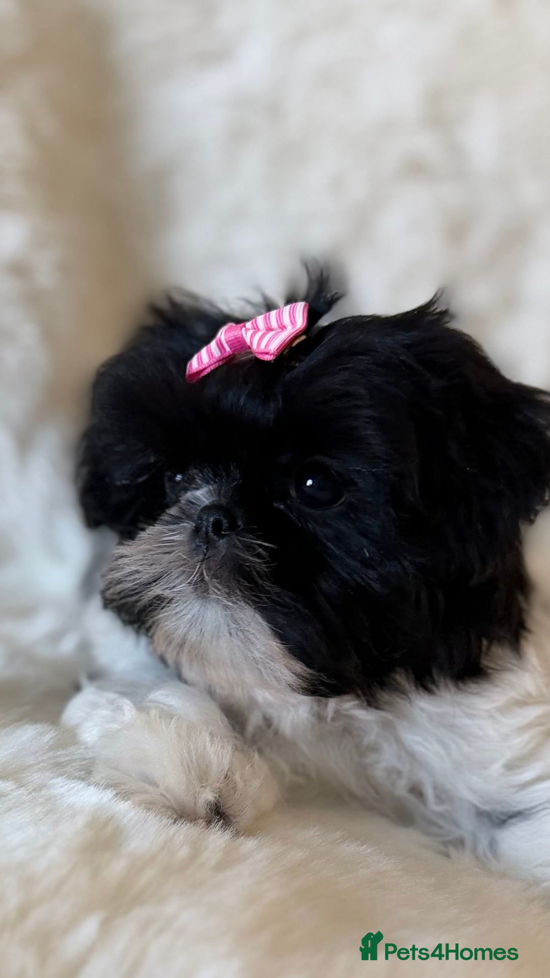 Shih Tzu dogs for sale: AMERICAN IMPERIAL SHIH TZU PUPPIES - Advert 11