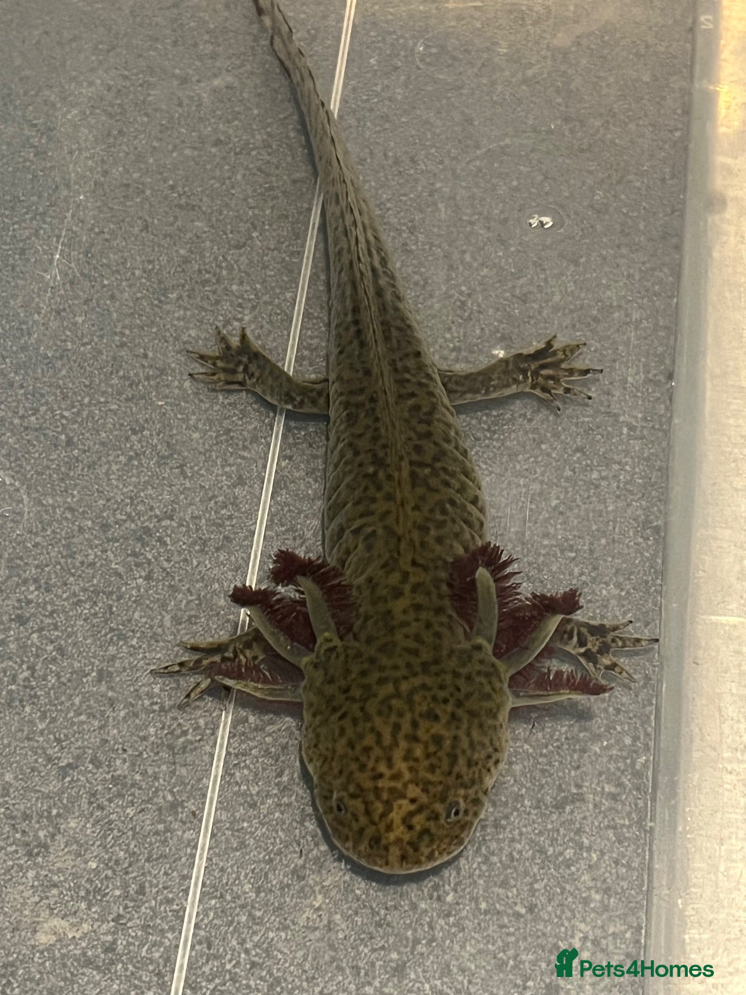 Axolotl reptiles Male Axolotl For Rehoming - Advert 14