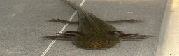 Axolotl reptiles for sale: Male Axolotl For Rehoming - Advert 1