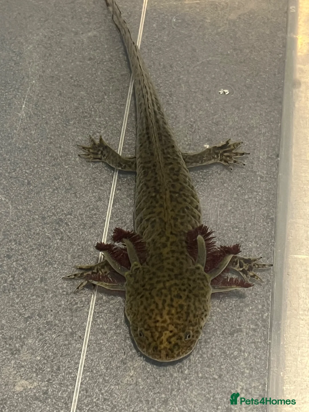 Axolotl reptiles for sale: Male Axolotl For Rehoming - Advert 1