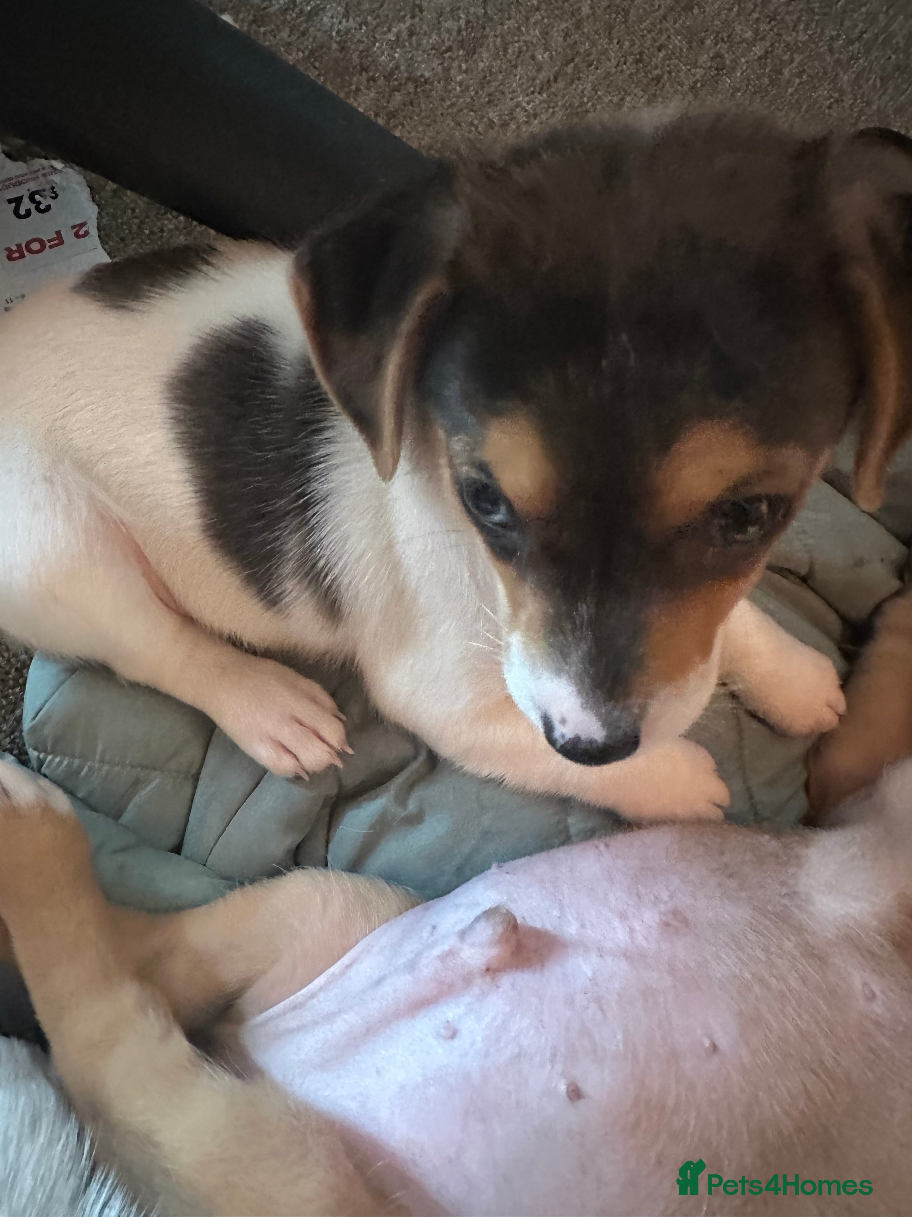 Mixed Breed dogs 6 beautiful small puppies for sale - Advert 2
