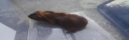 Guinea Pig rodents for sale: A very sad rehoming due to relocation  in High Wycombe - Advert 1