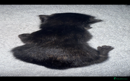 Domestic Shorthair cats for sale: Our beautiful Girl has had a litter of 3  - Image 7