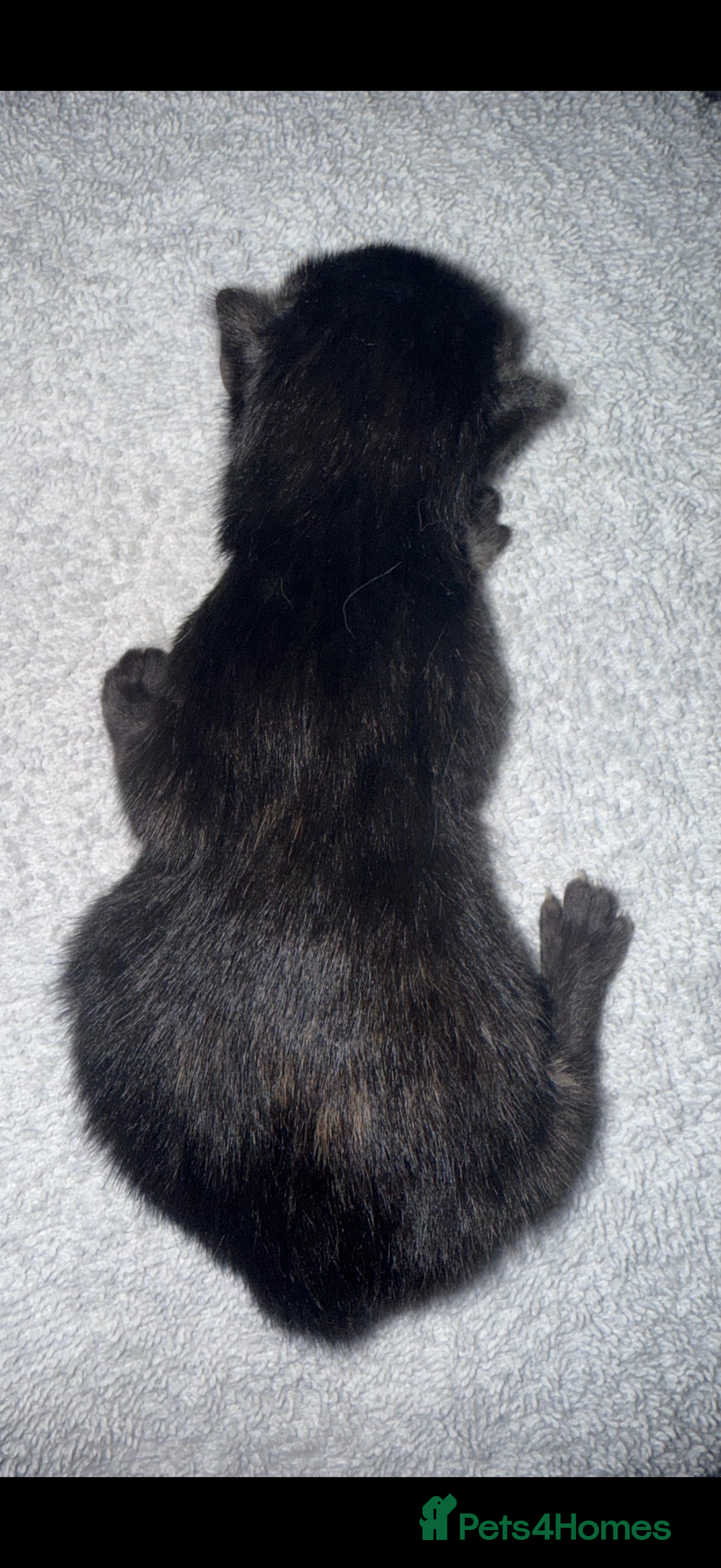 Domestic Shorthair cats for sale: Our beautiful Girl has had a litter of 3  - Image 7