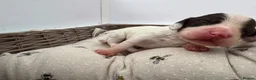 Cocker Spaniel dogs for sale: WCS Puppies from health tested KC Parents  - Advert 21