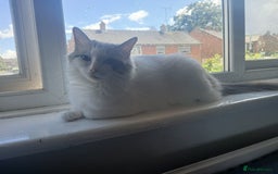 Ragdoll cats for sale: Blue Bicolour Ragdoll Queen - Image 7