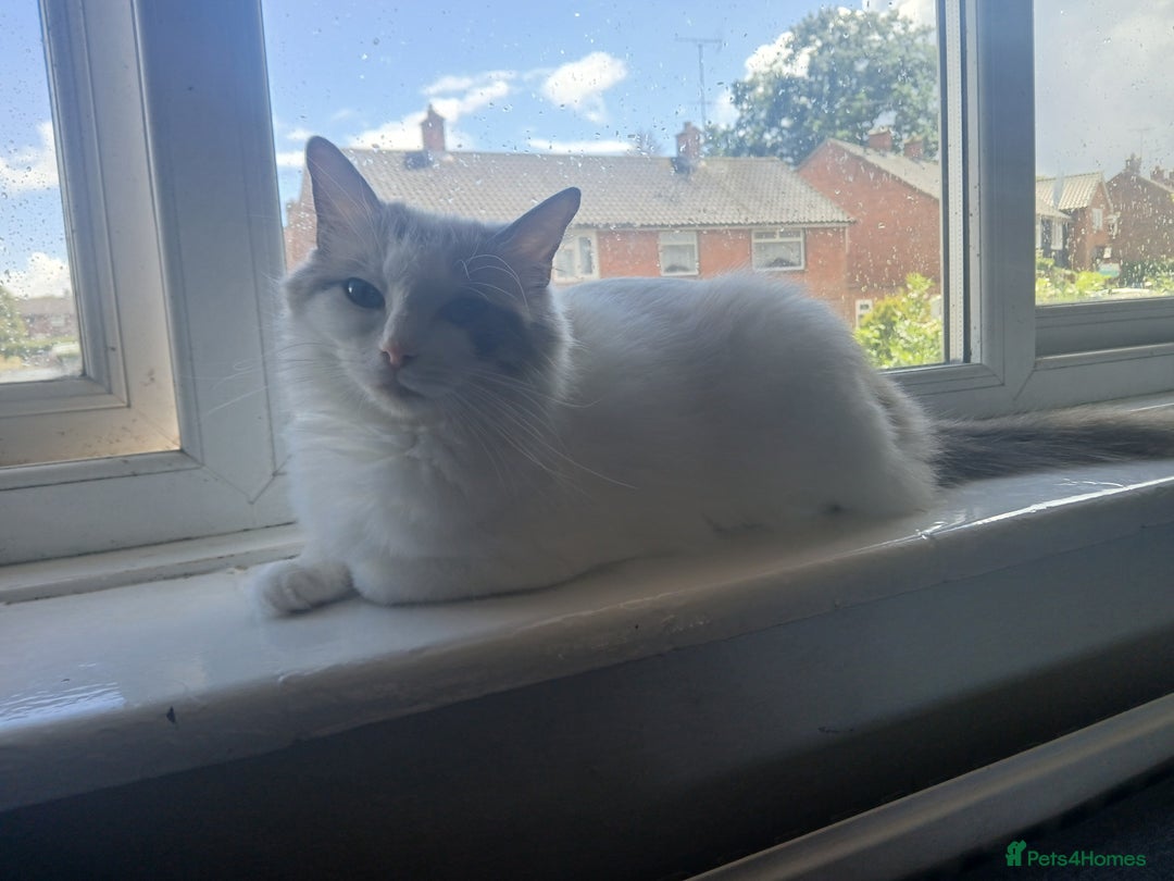 Ragdoll cats for sale: Blue Bicolour Ragdoll Queen - Image 7