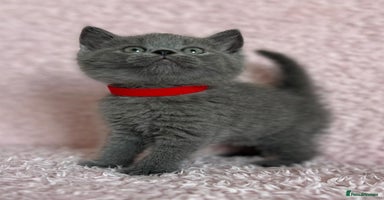 British Shorthair cats - Advert 4