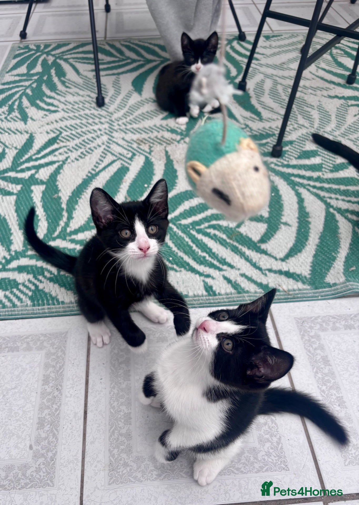 Mixed Breed cats Gorgeous black and white kittens 🐾  - Advert 3