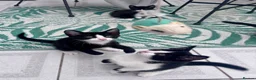 Mixed Breed cats for sale: Gorgeous black and white kittens 🐾  - Advert 1