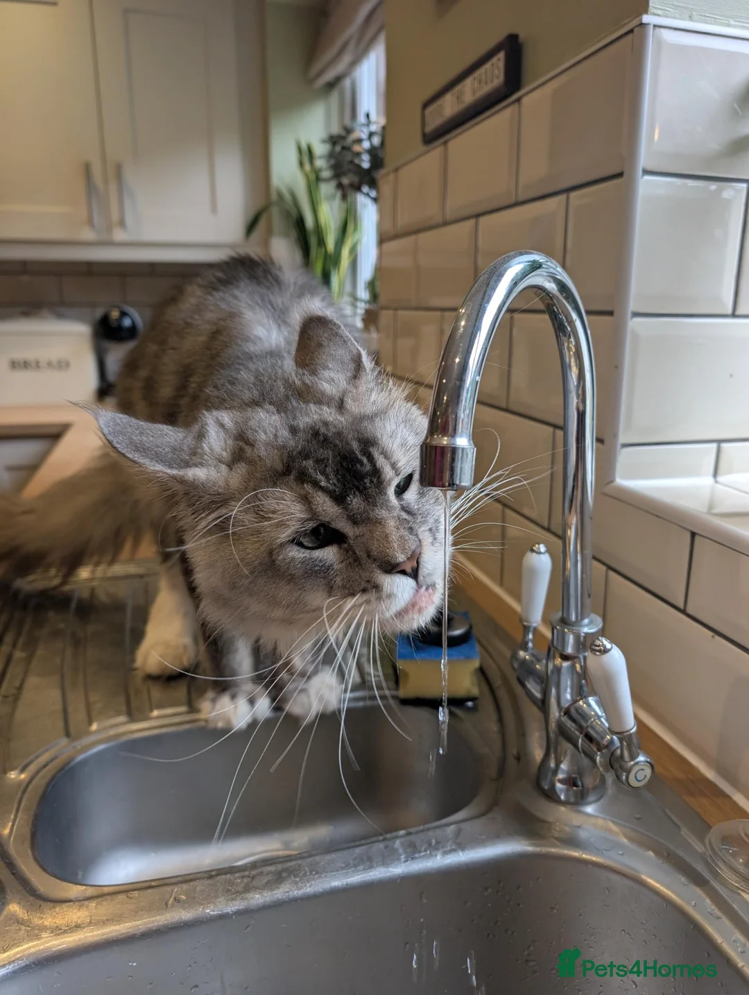 Maine Coon cats for sale: Handsome Maverick  - Advert 7