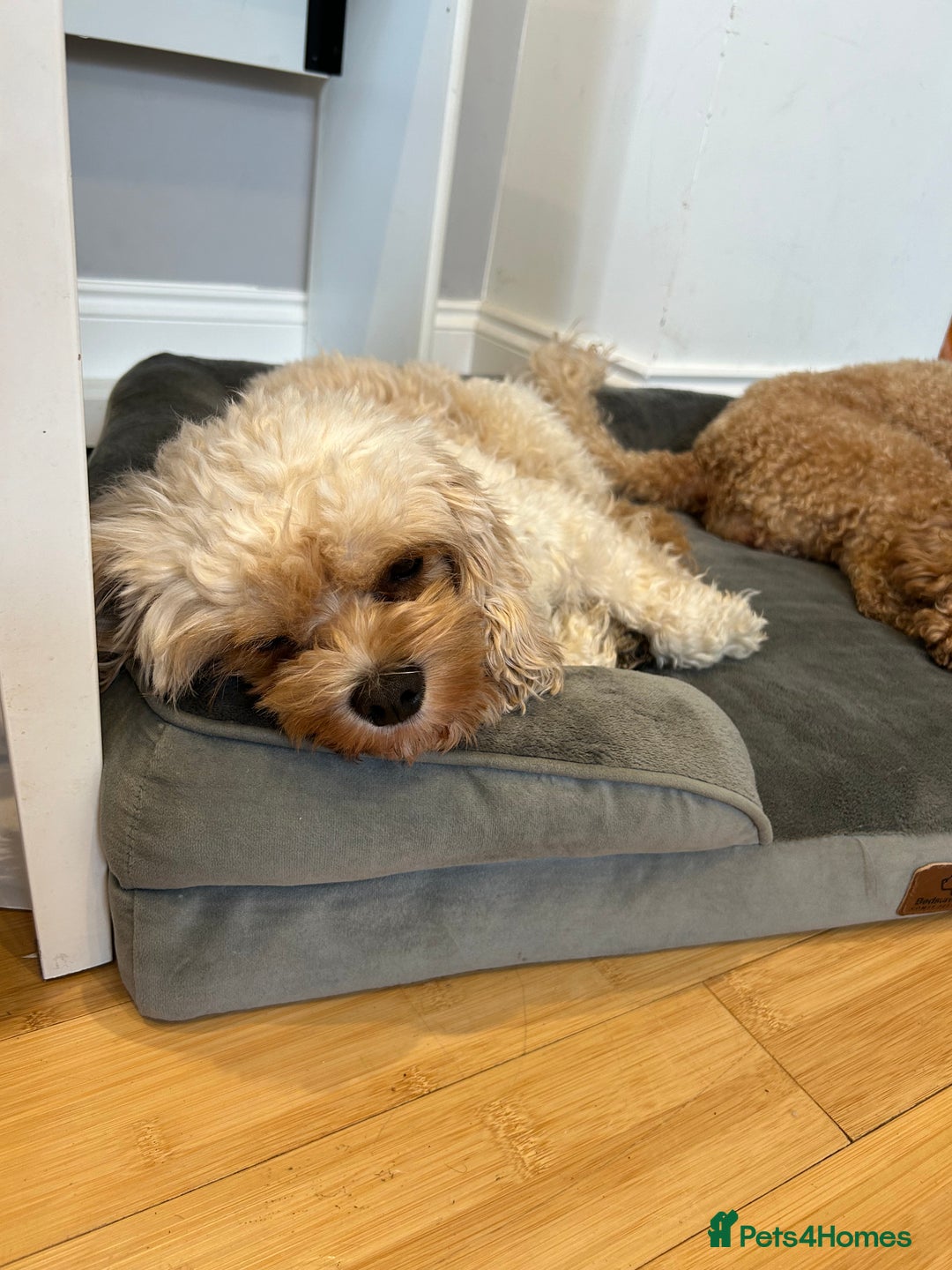 Cavapoo dogs for sale: Cavapoo puppies for sale - Advert 10