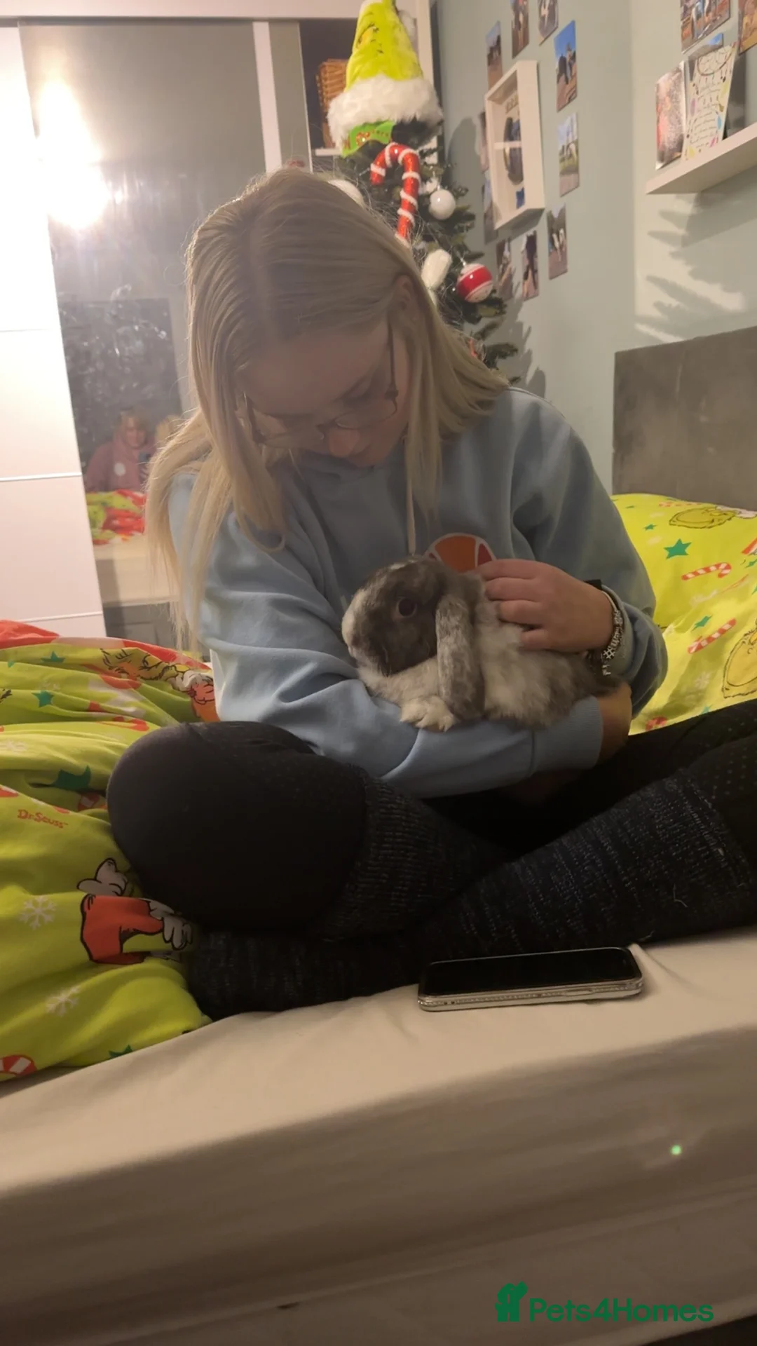 Mixed Breed rabbits for sale: Mini lop/ lionhead male and female rabbits - Advert 8