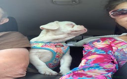 French Bulldog dogs for sale: Family Raised EA Pink English cross French Bulldog - Image 4