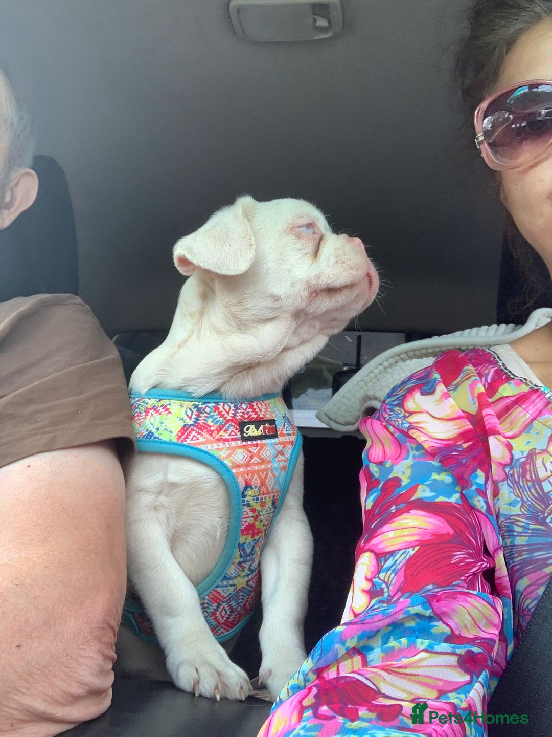 French Bulldog dogs for sale: Family Raised EA Pink English cross French Bulldog - Image 4