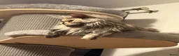 Maine Coon cats for sale: 🐾Three Beautiful Pedigree Maine Coon Boys🐾 - Advert 29